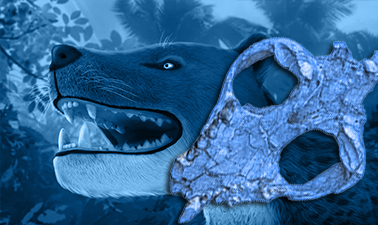 Talk : Discovery of Bastetodon, the ancient king of the jungle from 30 million years ago Talk88